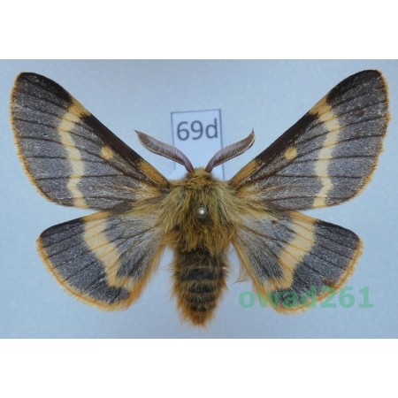 Lemonia dumi (Linnaeus, 1761) male Slovakia69d